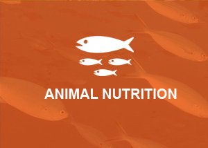 Animal nutrition